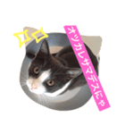 猫好きな人へ（個別スタンプ：6）