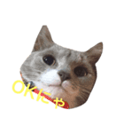 猫好きな人へ（個別スタンプ：7）