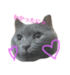 猫好きな人へ（個別スタンプ：8）