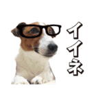 ジャックラッセル こた＆ふうたの犬っぷり（個別スタンプ：1）