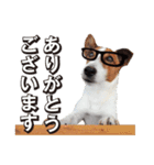 ジャックラッセル こた＆ふうたの犬っぷり（個別スタンプ：2）