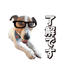 ジャックラッセル こた＆ふうたの犬っぷり（個別スタンプ：3）