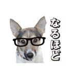 ジャックラッセル こた＆ふうたの犬っぷり（個別スタンプ：4）