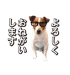 ジャックラッセル こた＆ふうたの犬っぷり（個別スタンプ：5）