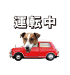 ジャックラッセル こた＆ふうたの犬っぷり（個別スタンプ：7）
