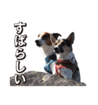 ジャックラッセル こた＆ふうたの犬っぷり（個別スタンプ：8）