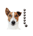 ジャックラッセル こた＆ふうたの犬っぷり（個別スタンプ：10）