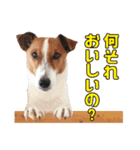 ジャックラッセル こた＆ふうたの犬っぷり（個別スタンプ：13）