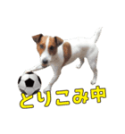 ジャックラッセル こた＆ふうたの犬っぷり（個別スタンプ：14）