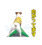 ジャックラッセル こた＆ふうたの犬っぷり（個別スタンプ：15）