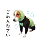 ジャックラッセル こた＆ふうたの犬っぷり（個別スタンプ：16）