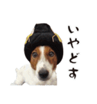 ジャックラッセル こた＆ふうたの犬っぷり（個別スタンプ：17）