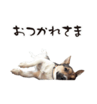 ジャックラッセル こた＆ふうたの犬っぷり（個別スタンプ：18）