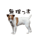 ジャックラッセル こた＆ふうたの犬っぷり（個別スタンプ：19）