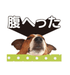 ジャックラッセル こた＆ふうたの犬っぷり（個別スタンプ：20）