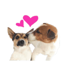 ジャックラッセル こた＆ふうたの犬っぷり（個別スタンプ：21）
