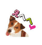 ジャックラッセル こた＆ふうたの犬っぷり（個別スタンプ：24）