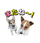 ジャックラッセル こた＆ふうたの犬っぷり（個別スタンプ：25）