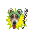 ジャックラッセル こた＆ふうたの犬っぷり（個別スタンプ：26）