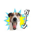 ジャックラッセル こた＆ふうたの犬っぷり（個別スタンプ：27）