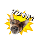 ジャックラッセル こた＆ふうたの犬っぷり（個別スタンプ：28）