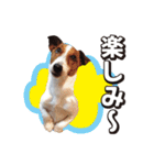 ジャックラッセル こた＆ふうたの犬っぷり（個別スタンプ：29）