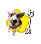ジャックラッセル こた＆ふうたの犬っぷり（個別スタンプ：30）