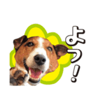 ジャックラッセル こた＆ふうたの犬っぷり（個別スタンプ：31）