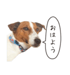 ジャックラッセル こた＆ふうたの犬っぷり（個別スタンプ：32）