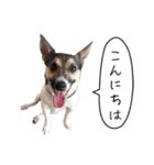 ジャックラッセル こた＆ふうたの犬っぷり（個別スタンプ：33）