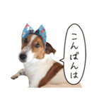 ジャックラッセル こた＆ふうたの犬っぷり（個別スタンプ：34）