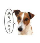 ジャックラッセル こた＆ふうたの犬っぷり（個別スタンプ：35）