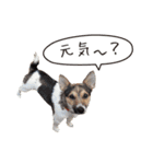 ジャックラッセル こた＆ふうたの犬っぷり（個別スタンプ：36）