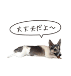 ジャックラッセル こた＆ふうたの犬っぷり（個別スタンプ：37）