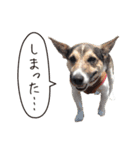 ジャックラッセル こた＆ふうたの犬っぷり（個別スタンプ：38）