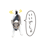 ジャックラッセル こた＆ふうたの犬っぷり（個別スタンプ：39）
