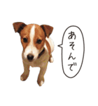 ジャックラッセル こた＆ふうたの犬っぷり（個別スタンプ：40）