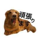 happy everyday life of miniature dachs2（個別スタンプ：1）