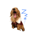 happy everyday life of miniature dachs2（個別スタンプ：21）