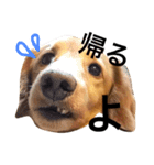 happy everyday life of miniature dachs2（個別スタンプ：24）