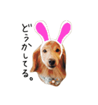 happy everyday life of miniature dachs2（個別スタンプ：33）
