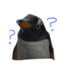 ペンギンの写真を使ったスタンプ（個別スタンプ：1）