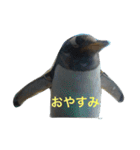 ペンギンの写真を使ったスタンプ（個別スタンプ：2）