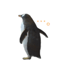 ペンギンの写真を使ったスタンプ（個別スタンプ：3）