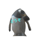 ペンギンの写真を使ったスタンプ（個別スタンプ：4）