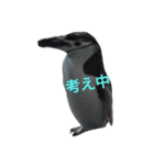 ペンギンの写真を使ったスタンプ（個別スタンプ：6）