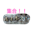ペンギンの写真を使ったスタンプ（個別スタンプ：7）