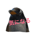ペンギンの写真を使ったスタンプ（個別スタンプ：8）