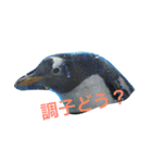 ペンギンの写真を使ったスタンプ（個別スタンプ：9）