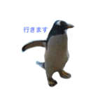 ペンギンの写真を使ったスタンプ（個別スタンプ：12）